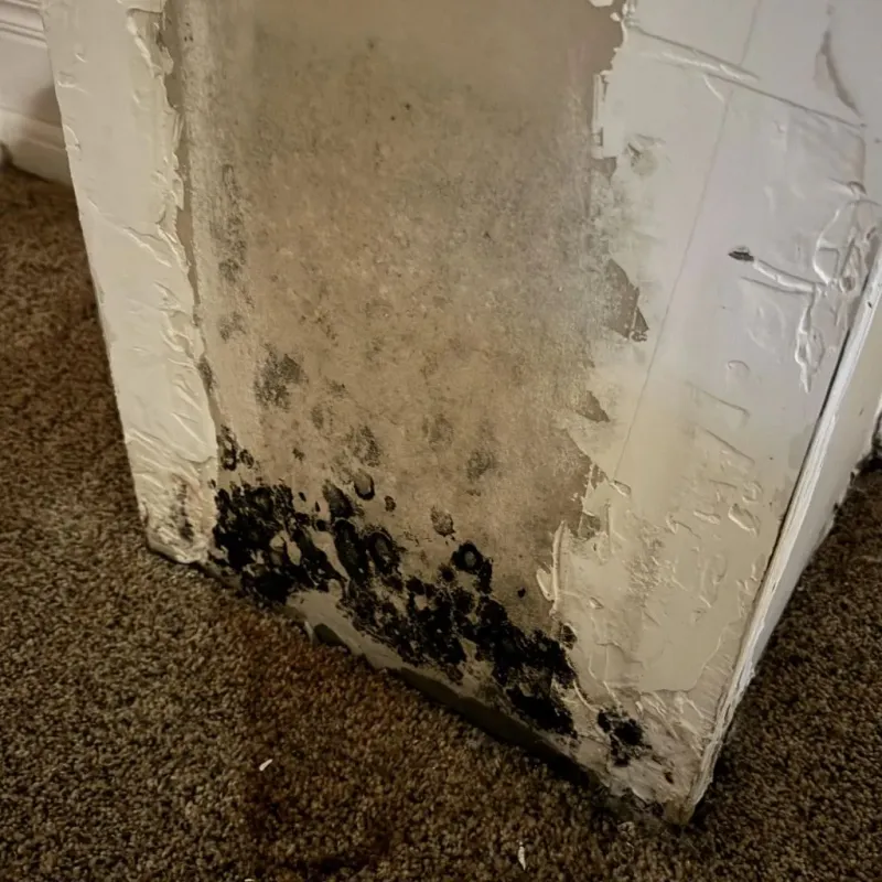 Professional Mold Removal in Coke County, TX